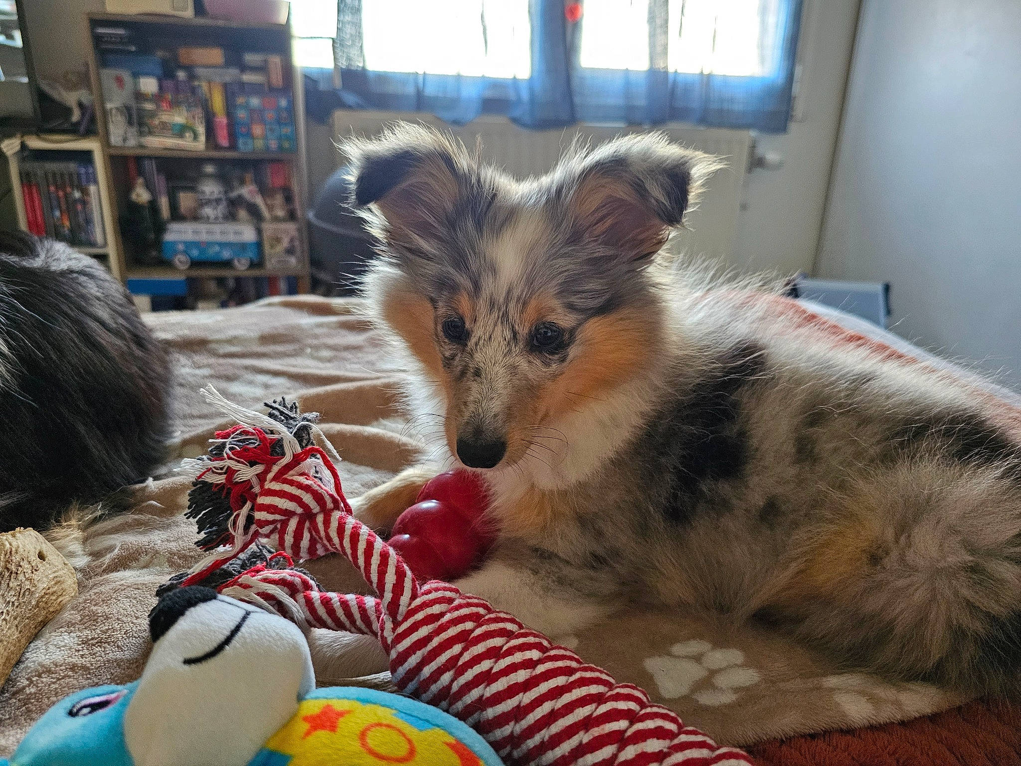 üma participe au concours pour gagner de l'argent avec cette photo : ball, canidae, carnivore, claw, companion_dog, dog_breed, fawn, feather, felidae, fur, paw, plant, shelf, small_to_medium_sized_cats, snout, terrestrial_animal, toy, whiskers, wildlife, window