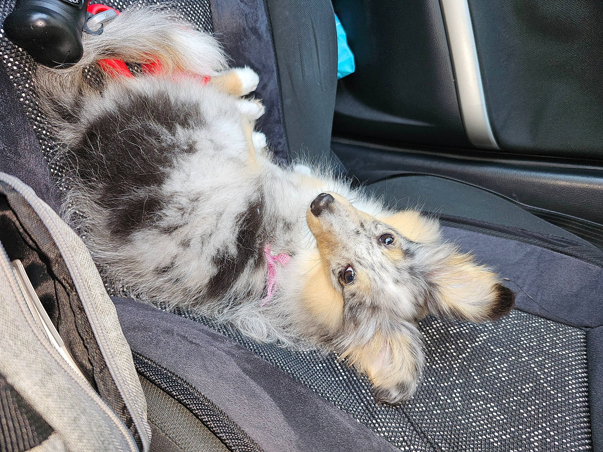 üma participe au concours pour gagner de l'argent avec cette photo : auto_part, carmine, carnivore, cat, claw, comfort, companion_dog, dog_breed, domestic_short_haired_cat, felidae, foot, fur, grey, human_leg, lap, paw, small_to_medium_sized_cats, snout, whiskers, windshield