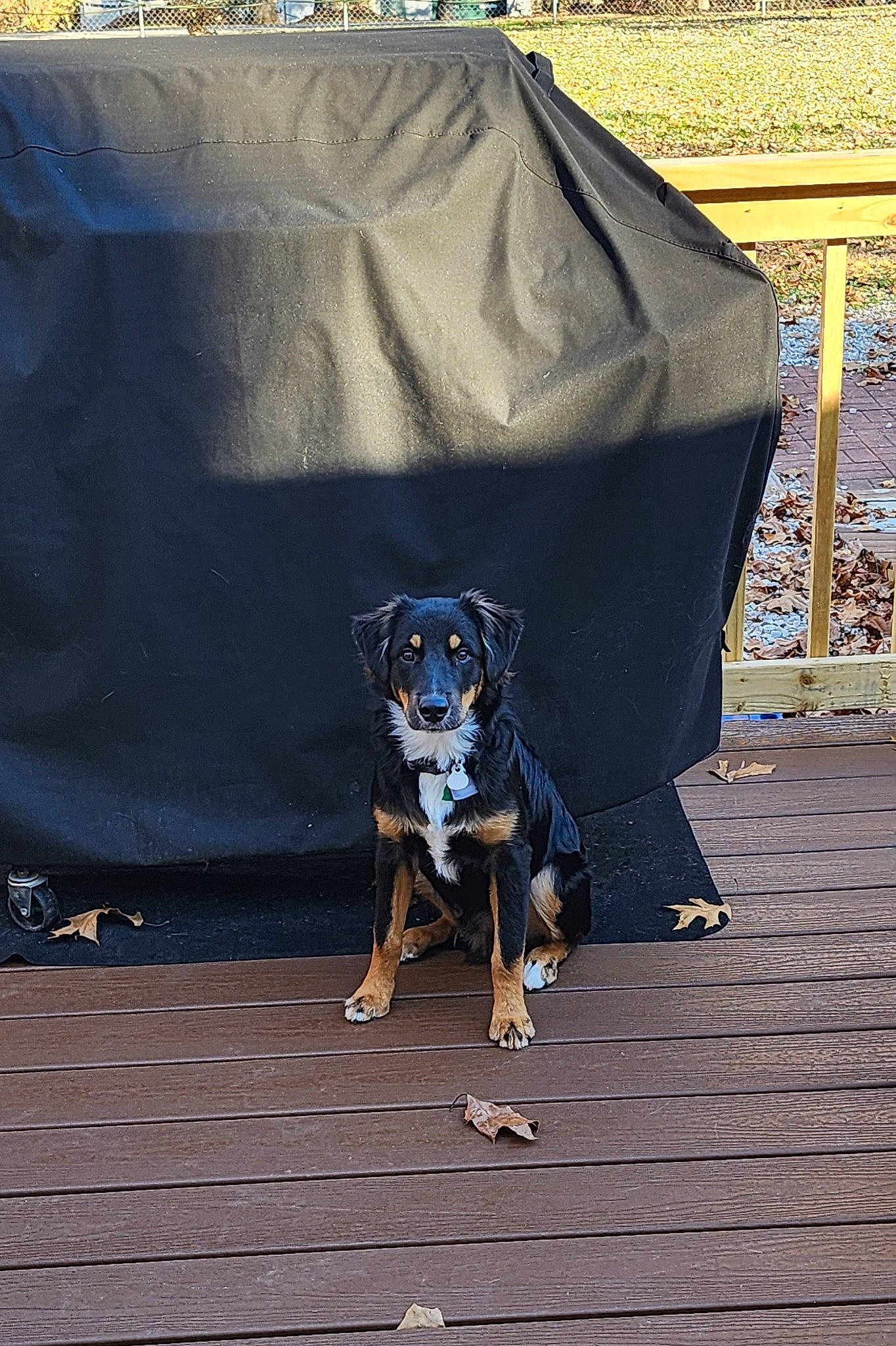 Maverick is registered to the contest to win money with this photo: canidae, carnivore, companion_dog, dog, dog_breed, dog_supply, electric_blue, fashion_accessory, fawn, flooring, grey, guard_dog, leash, personal_protective_equipment, sitting, snout, sporting_group, tints_and_shades, wood, working_animal