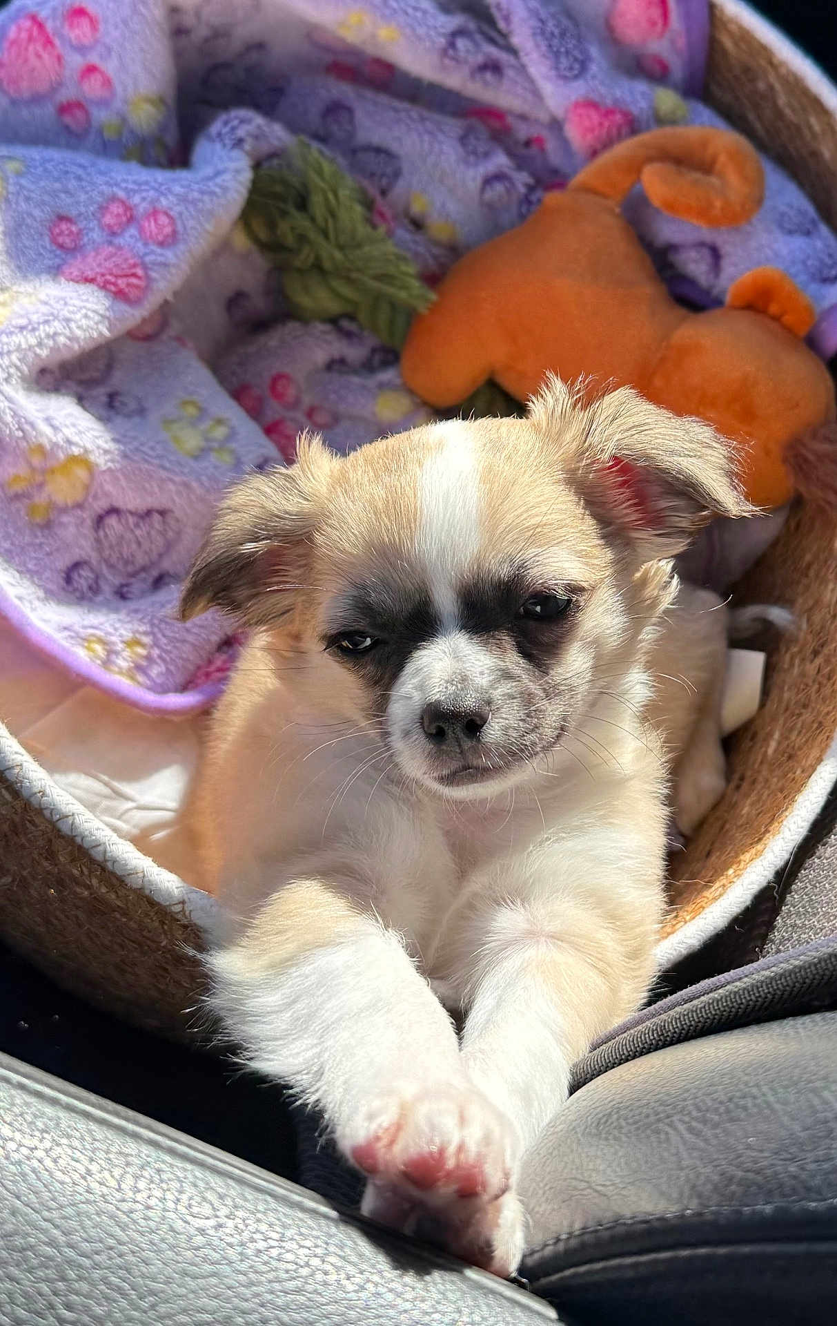 Arya