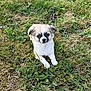 Arya participe au concours pour gagner de l'argent avec cette photo : adorable, animal, calm, canine, curious, cute, dog, eyes, fur, grass, greenery, leaf, mammal, nature, outdoor, pet, puppy, sitting, small_animal, young