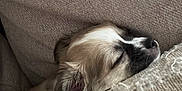 Arya participe au concours pour gagner de l'argent avec cette photo : animal, beige, closeup, comfort, cozy, cushion, cute, dog, fur, indoor, nap, paw, pet, puppy, relaxation, rest, sleeping, snuggle, soft, young