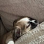 animal, beige, closeup, comfort, cozy, cushion, cute, dog, fur, indoor, nap, paw, pet, puppy, relaxation, rest, sleeping, snuggle, soft, young