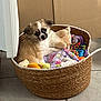 Arya a rejoint le concours — aidez-le/la à gagner de superbes lots ! animal, basket, blanket, colorful, cozy, cute, dog, floor, fur, indoor, looking, pet, puppy, relaxed, small, stuffed_toy, tile_floor, toy, woven_basket, young