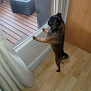 Raffy a rejoint le concours — aidez-le/la à gagner de superbes lots ! brown_dog, chair, curtain, daylight, dog, flooring, furniture, glass_door, home_interior, indoor, looking_out, outdoor_deck, pet, plant, small_dog, standing, table, tail, window, wooden_floor