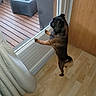dog, small_dog, indoor, wooden_floor, glass_door, curtain, furniture, outdoor_deck, plant, table, chair, pet, looking_out, standing, brown_dog, window, home_interior, daylight, flooring, tail
