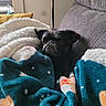 Raffy participe au concours pour gagner de l'argent avec cette photo : animal, blanket, colorful, comfort, couch, cozy, cute, dog, fur, gray, household, indoor, pet, pug, relaxation, resting, sleepy, snuggled, soft, white