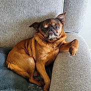Harchard participe au concours pour gagner de l'argent avec cette photo : dog, brown_dog, small_dog, couch, grey_couch, pet, animal, relaxed, indoor, furniture, paw, wrinkles, face, tongue_out, resting, cute, companion, domestic_animal, cozy, portrait