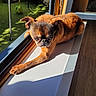 Harchard a rejoint le concours — aidez-le/la à gagner de superbes lots ! dog, pet, windowsill, sunlight, indoor, brown_fur, small_dog, stretching, paw, floor, window, shadow, toy, green_ball, wood_floor, relaxing, animal, closeup, daylight, resting