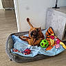 Harchard a rejoint le concours — aidez-le/la à gagner de superbes lots ! dog, pet_bed, blanket, toy, ball, rope_toy, flooring, indoor, scratching, brown_dog, small_dog, cozy, corner, furniture, wall, playful, cute, resting, animal, home