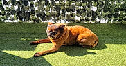 Harchard a rejoint le concours — aidez-le/la à gagner de superbes lots ! dog, brown_dog, artificial_grass, sunlight, shadow, leafy_fence, decorative_lights, cactus_lights, outdoor, pet, animal, resting, sunny, greenery, fence, small_dog, relaxing, cute, daylight, nature