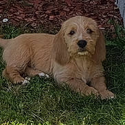 Bilbo a rejoint le concours — aidez-le/la à gagner de superbes lots ! puppy, dog, grass, outdoor, pet, animal, lying_down, brown_fur, scruffy, garden, nature, canine, cute, young, fur, ears, snout, relaxed, greenery, small