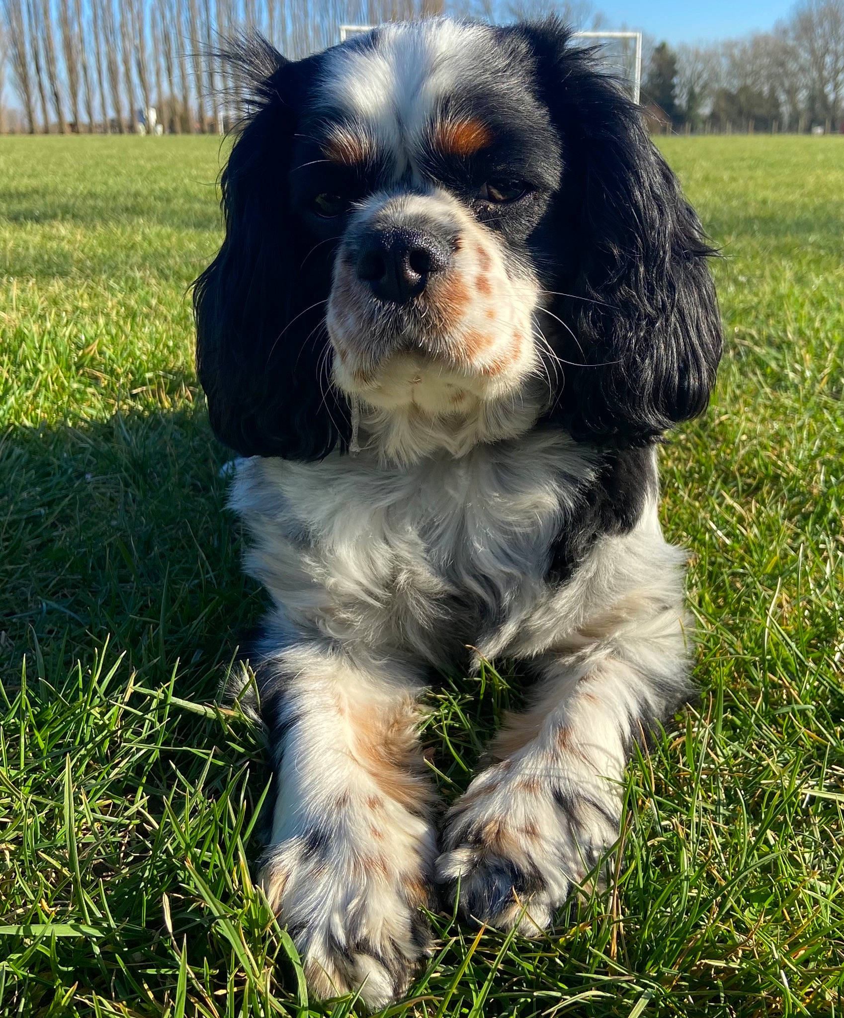 Moly a rejoint le concours — aidez-le/la à gagner de superbes lots ! canidae, carnivore, cocker_spaniel, companion_dog, dog, dog_breed, fur, grass, gun_dog, king_charles_spaniel, liver, plant, sky, snout, spaniel, sporting_group, terrestrial_animal, toy_dog, tree, working_dog