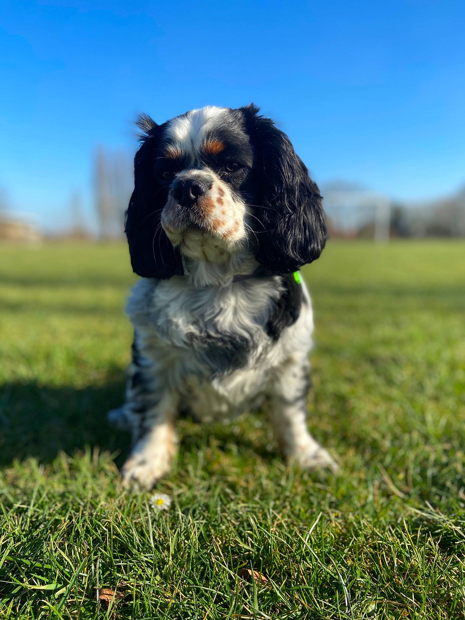 Moly participe au concours pour gagner de l'argent avec cette photo : canidae, carnivore, cocker_spaniel, companion_dog, dog, dog_breed, fur, grass, grassland, gun_dog, liver, plant, sky, snout, spaniel, sporting_group, tail, terrestrial_animal, toy_dog, working_dog