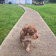 Cocoa joined the competition — help win amazing prizes! puppy, dog, sidewalk, grass, building, small_dog, outdoor, pathway, greenery, young_animal, curious, nature, canine, brown_puppy, pet, animal, summer, daytime, cute, walking
