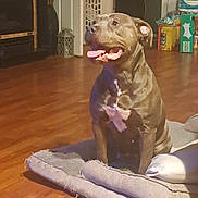 Miracle is registered to the contest to win money with this photo: animal, blanket, brown_coat, canine, comfort, dog, dog_bed, domestic, floor, furniture, happy_dog, home, household_items, indoor, living_room, pet, seated, tongue_out, white_patch, wooden_floor