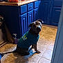 Miracle is registered to the contest to win money with this photo: animal, blue_shirt, bottle, brown_dog, cabinet, cleaning_supplies, countertop, curious, cute, dog, domestic, floor, fruit, home, indoor, kitchen, looking_back, pet, seated, tile_floor