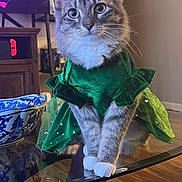 Sailor joined the competition — help win amazing prizes! cat, tabby_cat, green_dress, glass_table, white_paws, indoor, feline, pet, costume, curious, sitting, decor, wood_floor, bowl, furniture, portrait, cute, domestic_animal, animal, whiskers
