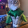 cat, tabby_cat, green_dress, glass_table, white_paws, indoor, feline, pet, costume, curious, sitting, decor, wood_floor, bowl, furniture, portrait, cute, domestic_animal, animal, whiskers
