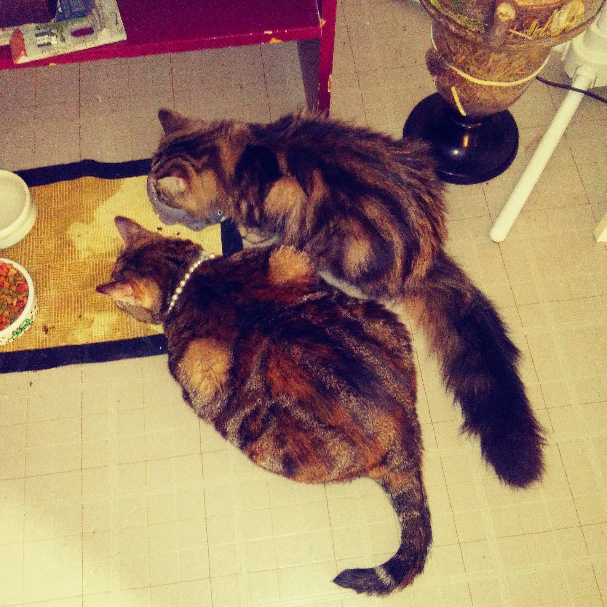 Celia participe au concours pour gagner de l'argent avec cette photo : asian, carnivore, cat, domestic_short_haired_cat, dragon_li, european_shorthair, felidae, fur, kitten, kurilian_bobtail, small_to_medium_sized_cats, tabby_cat, tail, whiskers