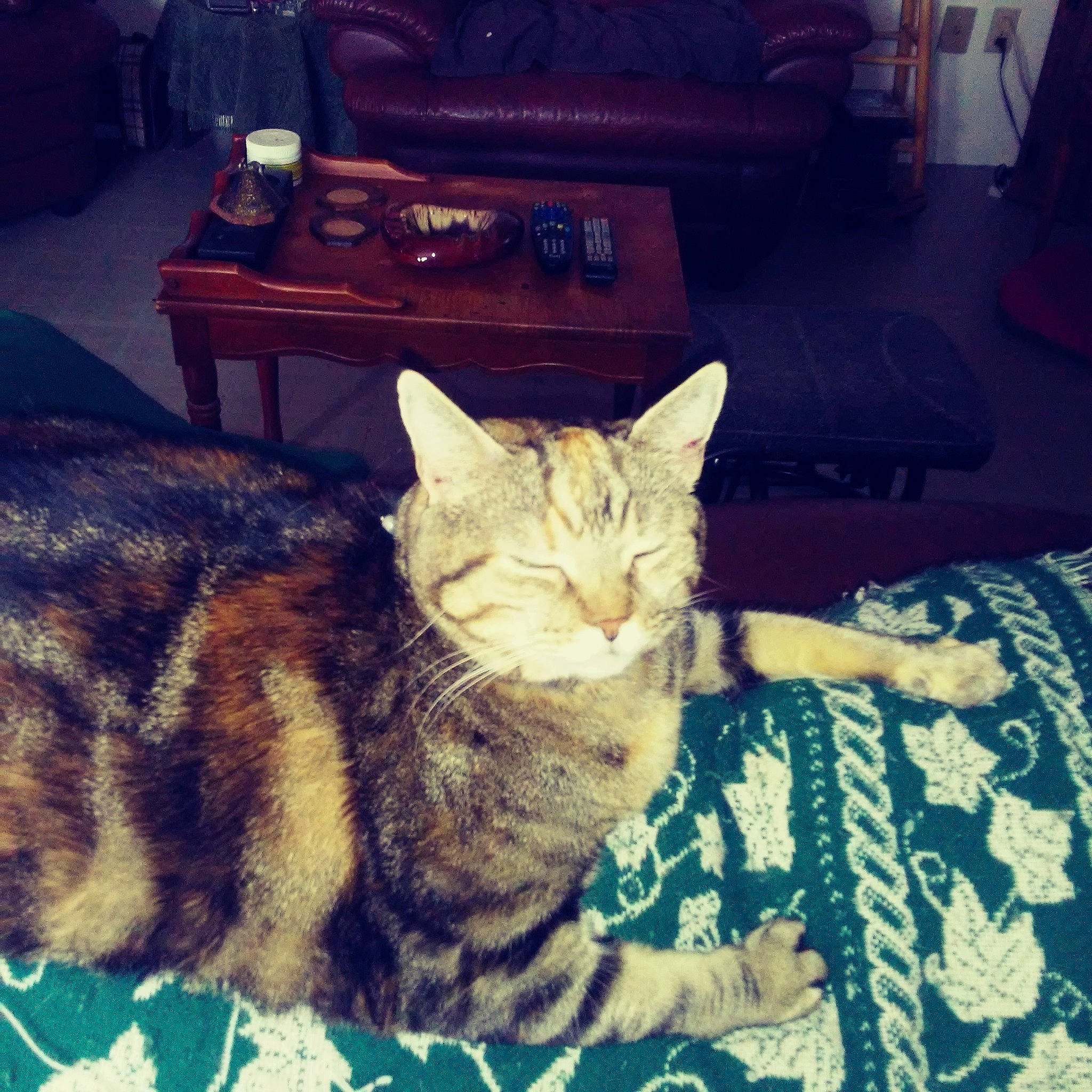 Celia participe au concours pour gagner de l'argent avec cette photo : american_shorthair, asian, california_spangled, carnivore, cat, domestic_short_haired_cat, dragon_li, egyptian_mau, european_shorthair, eye, felidae, fur, kitten, sitting, sky, small_to_medium_sized_cats, sokoke, tabby_cat, tree, whiskers