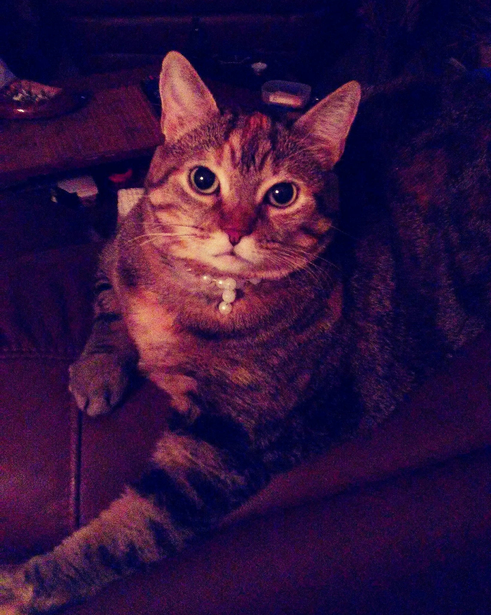 Celia participe au concours pour gagner de l'argent avec cette photo : asian, california_spangled, carnivore, cat, chausie, domestic_short_haired_cat, dragon_li, egyptian_mau, european_shorthair, eye, felidae, german_rex, mammal, ocicat, pixie_bob, sky, small_to_medium_sized_cats, snout, tabby_cat, whiskers