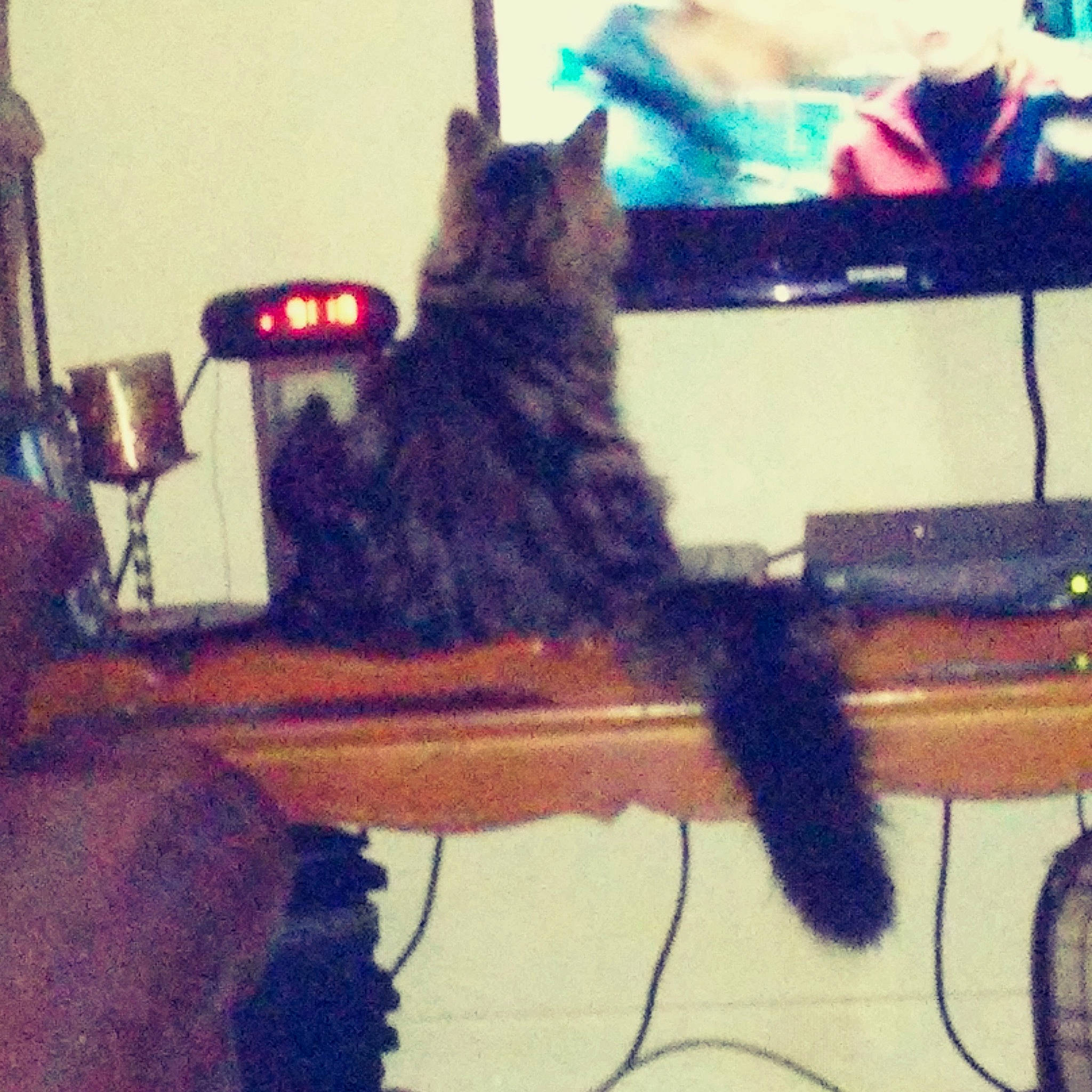 Mitaine participe au concours pour gagner de l'argent avec cette photo : carnivore, cat, felidae, kitten, small_to_medium_sized_cats, square, tail, whiskers