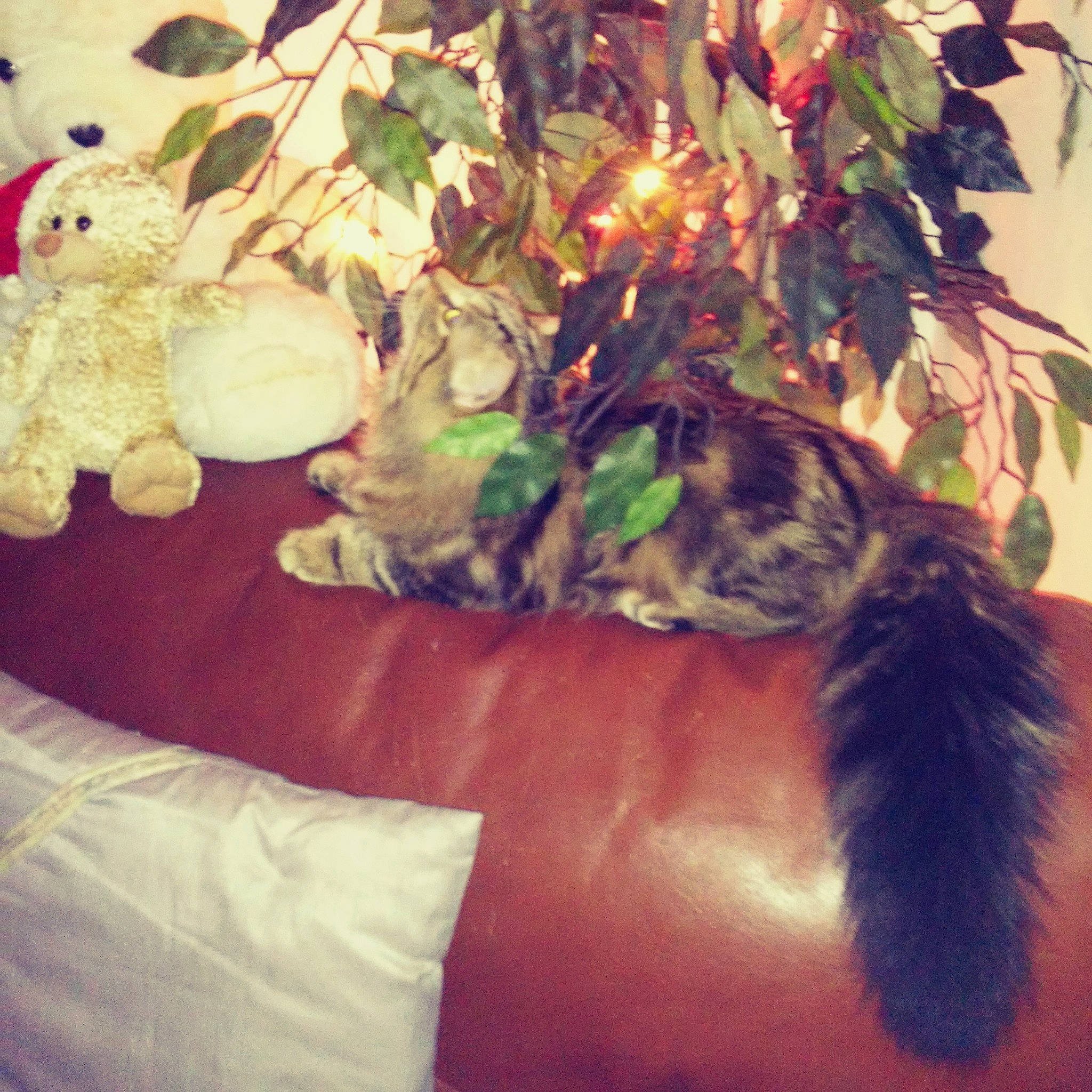 Mitaine participe au concours pour gagner de l'argent avec cette photo : bed, carnivore, cat, fawn, felidae, fur, kitten, leaf, plant, room, small_to_medium_sized_cats, tail, tree