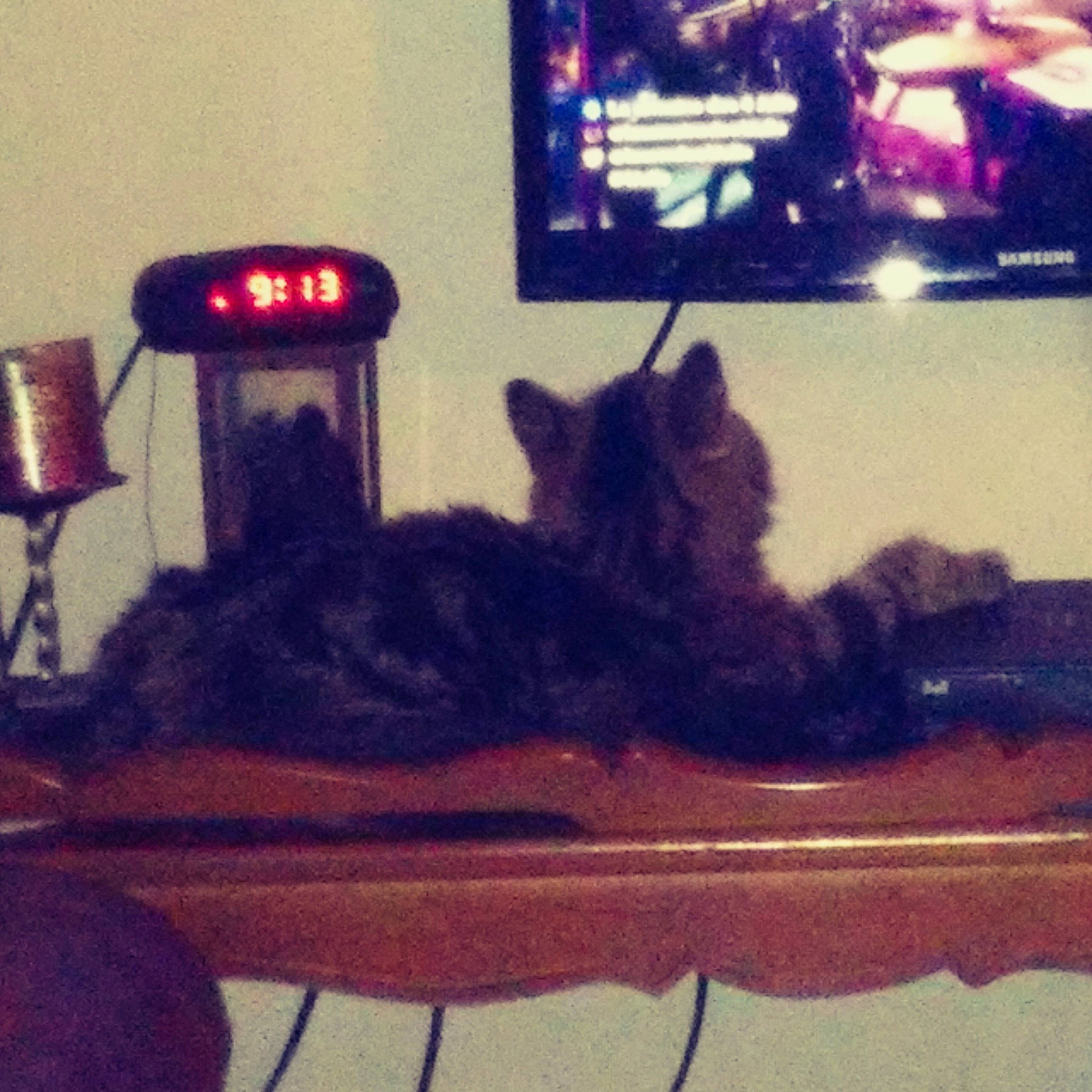 Mitaine participe au concours pour gagner de l'argent avec cette photo : asian, carnivore, cat, domestic_short_haired_cat, felidae, kitten, sky, small_to_medium_sized_cats, square, tail, whiskers