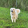 dog, golden_retriever, grass, outdoor, pet, animal, canine, fur, tail, greenery, fence, nature, portrait, standing, mammal, companion, friendly, domestic_animal, field, sunlight