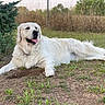 dog, white_dog, lying_down, outdoor, grass, dirt, tongue_out, relaxed, fur, canine, nature, greenery, bush, fence, pet, animal, summer, daylight, mammal, friendly