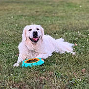 Lumi is registered to the contest to win money with this photo: dog, grass, outdoor, toy, frisbee, white_dog, pet, happy, smiling, lying_down, nature, animal, playful, summer, greenery, canine, fur, tongue_out, leisure, field