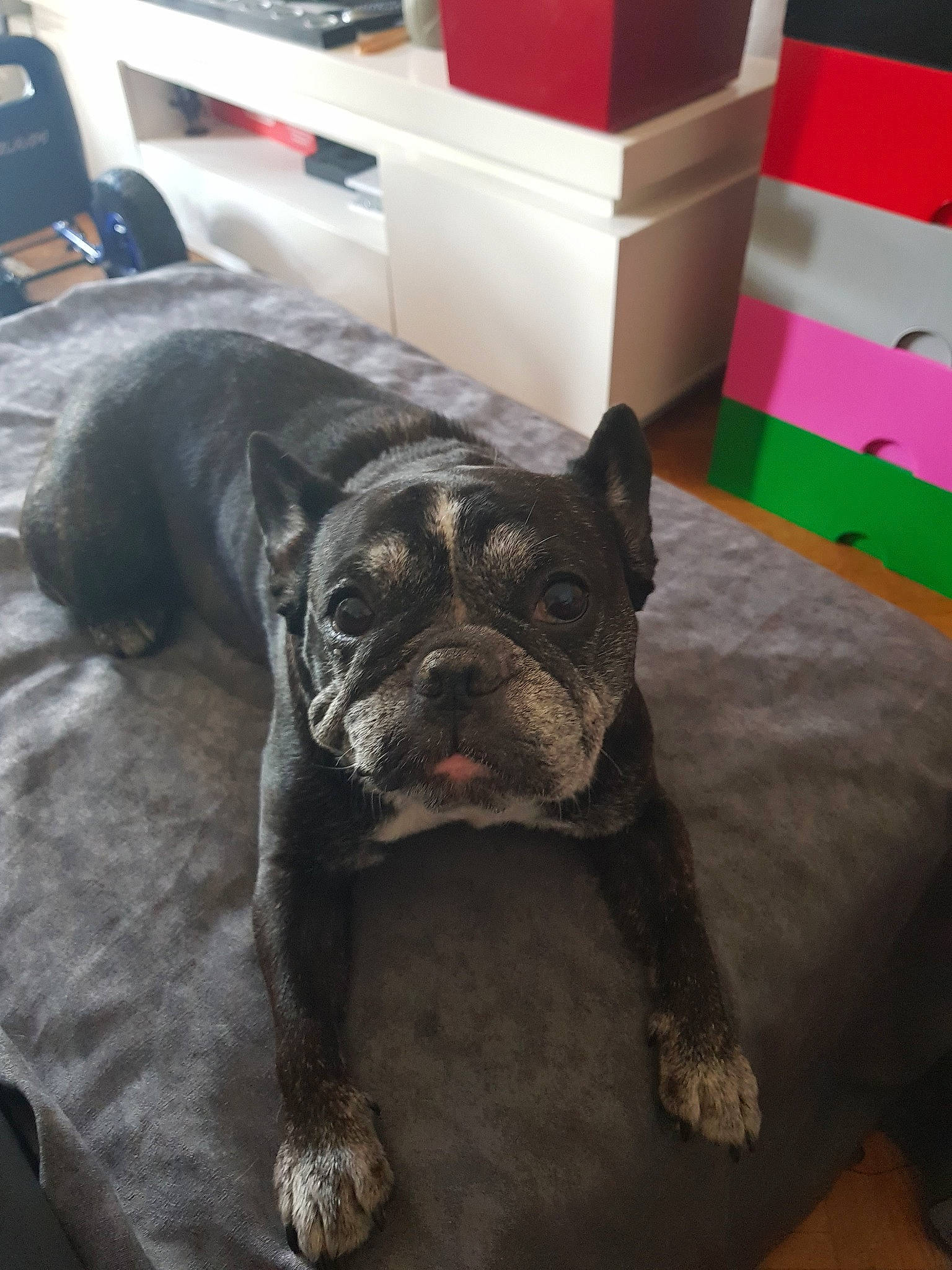 Ema participe au concours pour gagner de l'argent avec cette photo : american_bulldog, american_pit_bull_terrier, bulldog, canidae, carnivore, companion_dog, dog, dog_breed, fawn, french_bulldog, mammal, molosser, non_sporting_group, old_english_bulldog, olde_english_bulldogge, puppy, rare_breed_dog, snout, toy_bulldog, vertebrate