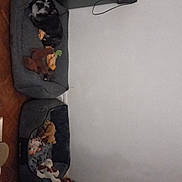 Ema a rejoint le concours — aidez-le/la à gagner de superbes lots ! ceiling, door, flooring, fun, hardwood, hat, plaster, room, toy, visual_arts, wood