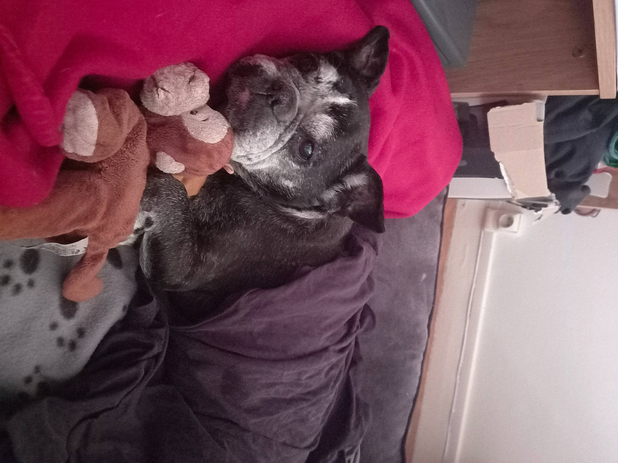 Ema participe au concours pour gagner de l'argent avec cette photo : canidae, carnivore, comfort, companion_dog, dog, dog_breed, ear, fawn, felidae, fur, gesture, guard_dog, magenta, small_to_medium_sized_cats, snout, sporting_group, toy_dog, whiskers, working_animal, wrinkle