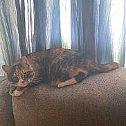Pumpkin is registered to the contest to win money with this photo: cat, feline, couch, furniture, indoor, curtains, relaxing, pet, animal, tabby, striped, resting, cozy, domestic, soft_light, window, home, living_room, cute, curious