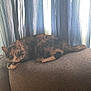 cat, feline, couch, furniture, indoor, curtains, relaxing, pet, animal, tabby, striped, resting, cozy, domestic, soft_light, window, home, living_room, cute, curious