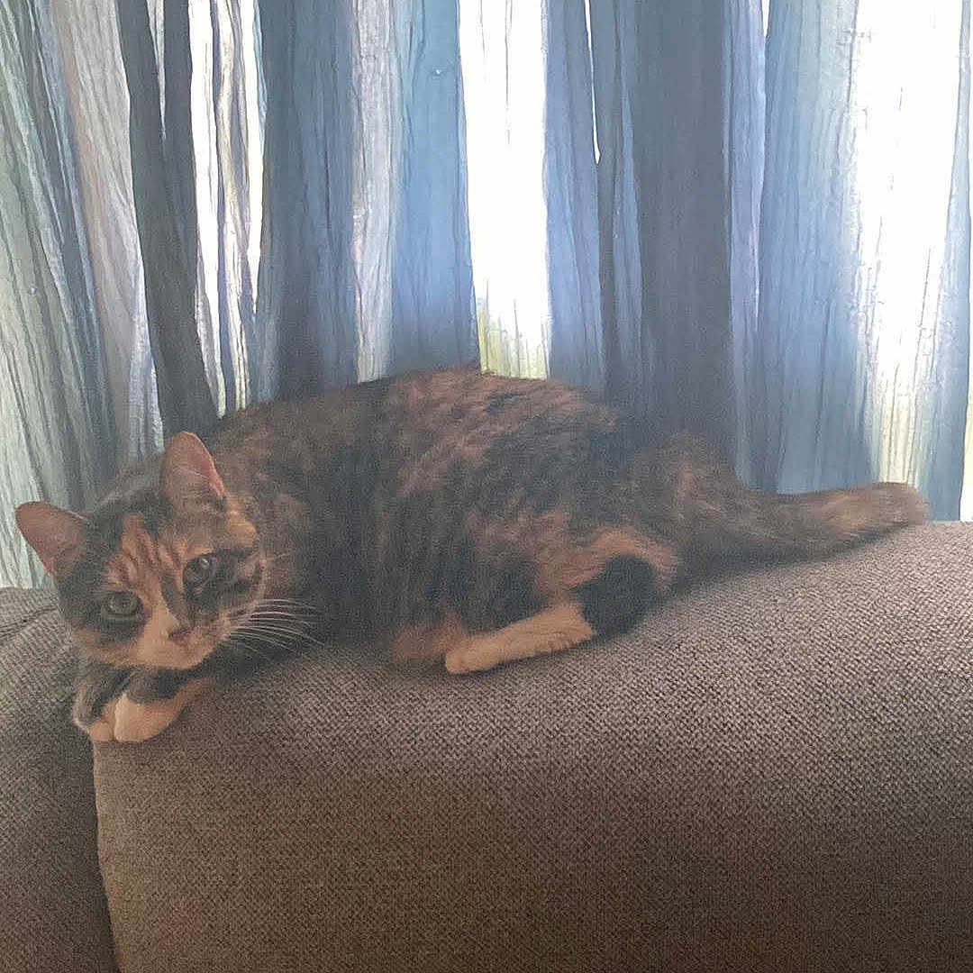 Pumpkin is registered to the contest to win money with this photo: animal, cat, couch, cozy, curious, curtains, cute, domestic, feline, furniture, home, indoor, living_room, pet, relaxing, resting, soft_light, striped, tabby, window