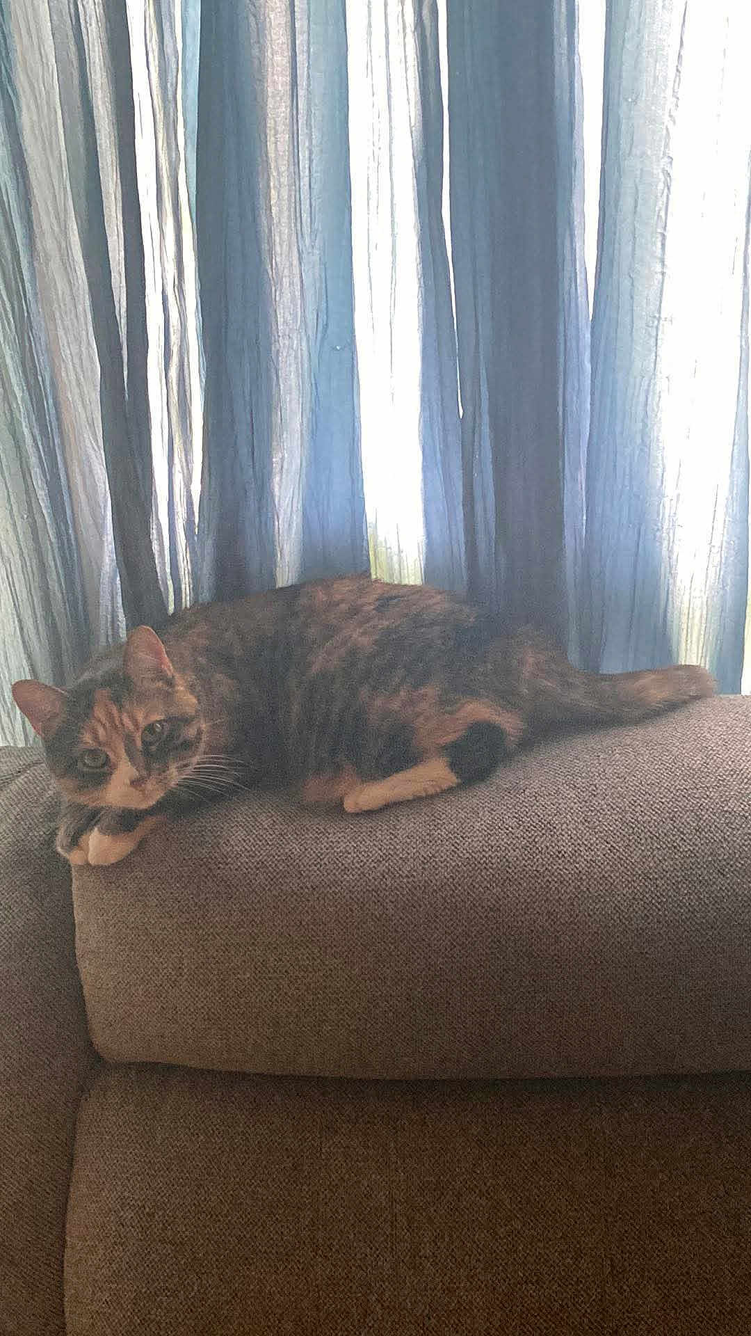 Pumpkin is registered to the contest to win money with this photo: cat, feline, couch, furniture, indoor, curtains, relaxing, pet, animal, tabby, striped, resting, cozy, domestic, soft_light, window, home, living_room, cute, curious