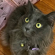 Wolfee joined the competition — help win amazing prizes! animal, bell, cat, close_up, collar, curious, cute, domestic_cat, ears, fluffy, fur, gray_cat, indoor, looking_up, pet, purple_fabric, tag, whiskers, wooden_floor, yellow_eyes