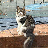 Olive joined the competition — help win amazing prizes! alert, animal, calm, cat, fluffy, fur, leaves, nature, outdoor, pet, pool, reflection, sitting, step, tabby, tail, tiles, water, whiskers, white