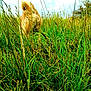 dog, grass, field, outdoor, nature, animal, canine, fur, green, sky, cloudy, ears, head, back_view, wild, plants, summer, daylight, pet, countryside