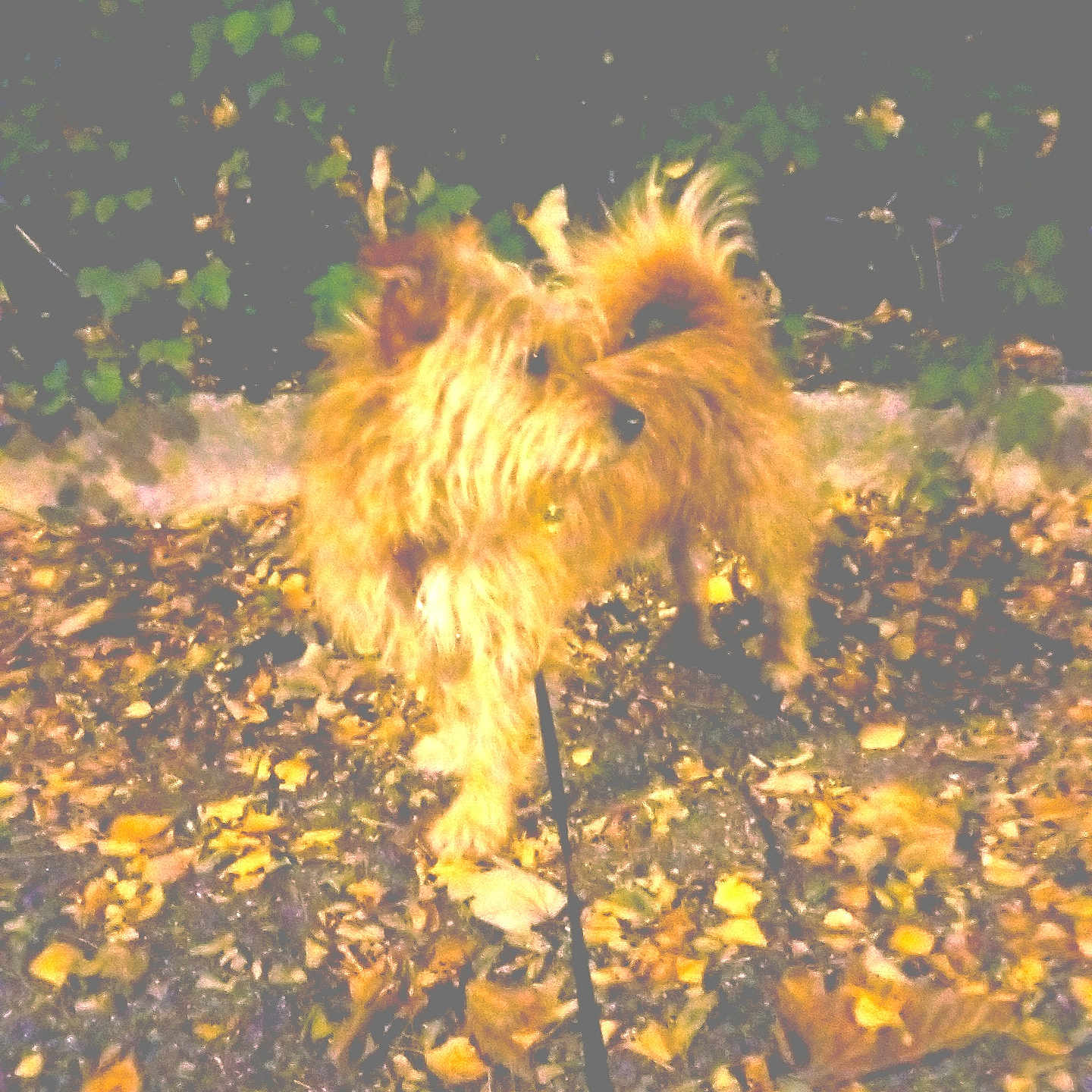 Ulysse participe au concours pour gagner de l'argent avec cette photo : animal, autumn, brown_dog, canine, curious, daylight, dog, fluffy, foliage, ground, leaf_litter, leaves, nature, outdoor, park, pet, scruffy_fur, side_view, small_dog, walking_leash