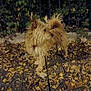 animal, autumn, canine, curious, dog, fence, fur, ground, leash, leaves, nature, night, outdoor, paw, pet, plants, scruffy_dog, small_dog, tail, walking