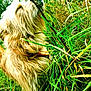 dog, fluffy, grass, outdoor, nature, greenery, animal, pet, fur, wild, curious, stick, adventure, closeup, field, leaves, canine, muzzle, collar, playful