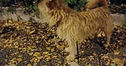 Ulysse a rejoint le concours — aidez-le/la à gagner de superbes lots ! animal, brown, canine, curled_tail, dog, exploring, fence, fur, ground, leash, leaves, nature, night, outdoor, park, pet, quiet, scruffy, tail, walking