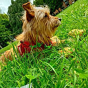 Ulysse participe au concours pour gagner de l'argent avec cette photo : animal, canine, closeup, daylight, dog, ears, flower, fur, grass, greenery, leaf, nature, outdoor, park, pet, red_harness, relaxing, side_view, snout, summer