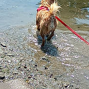 Ulysse a rejoint le concours — aidez-le/la à gagner de superbes lots ! adventure, animal, canine, daytime, dog, exploring, harness, leash, mud, nature, outdoor, reflection, ripples, riverbank, shore, small_dog, sunlight, walking, water, wet_fur