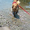 adventure, animal, canine, daytime, dog, exploring, harness, leash, mud, nature, outdoor, reflection, ripples, riverbank, shore, small_dog, sunlight, walking, water, wet_fur