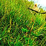 grass, dog, nature, outdoor, greenery, plants, ear, fur, field, camouflage, wild, summer, animal, pet, closeup, vegetation, leaf, sky, daytime, hidden
